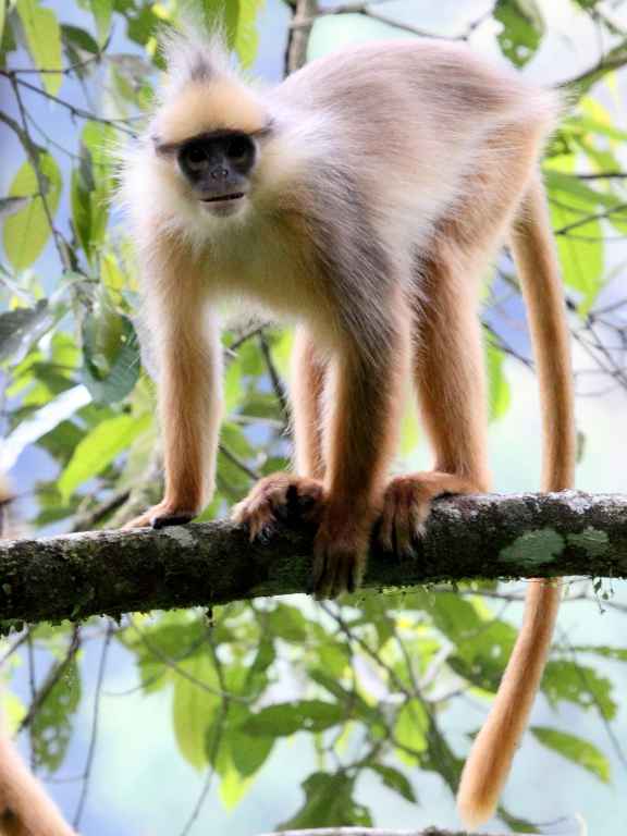 Sumatra-Langur (Presbytis melalophos) - primata.de